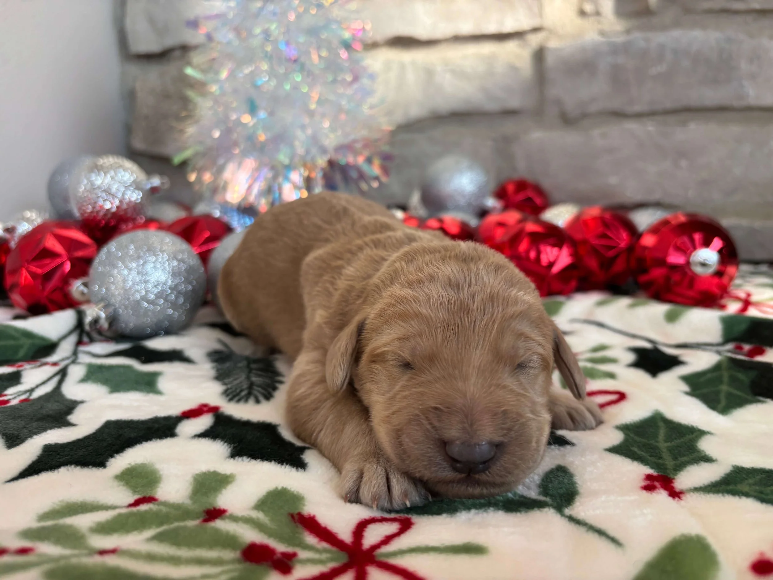 Santa’s Little Helper 2.jpeg