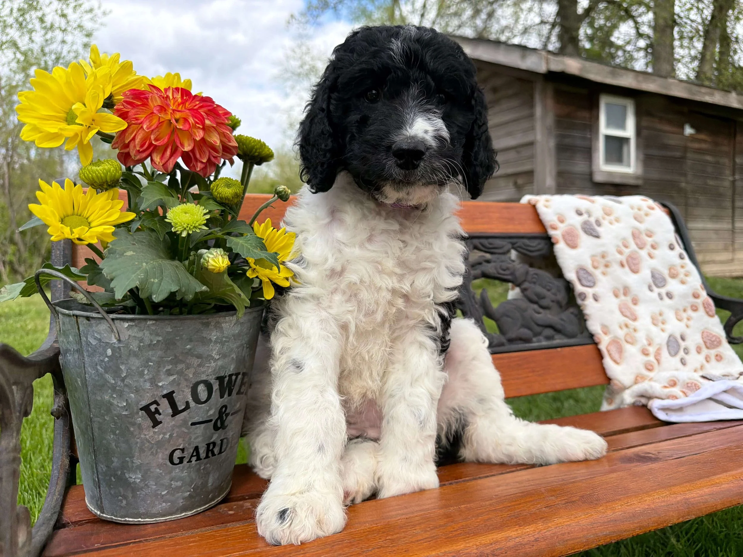 Lily (Bablitz Family)