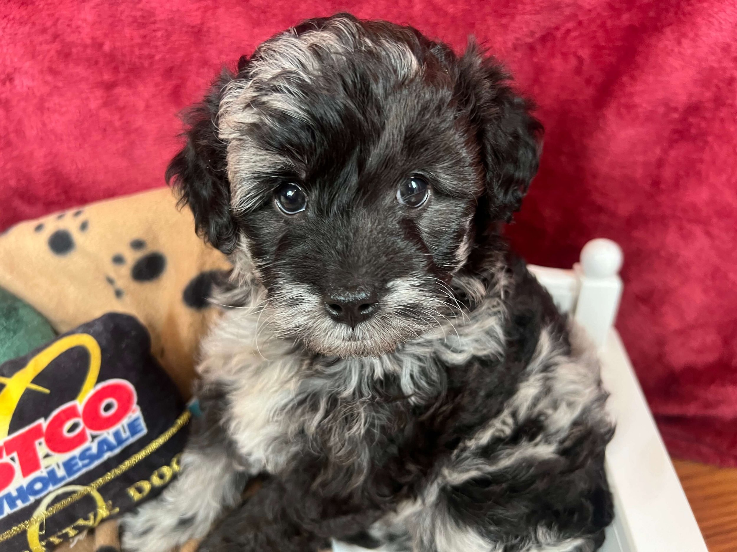 Luigi (Weihert Family)