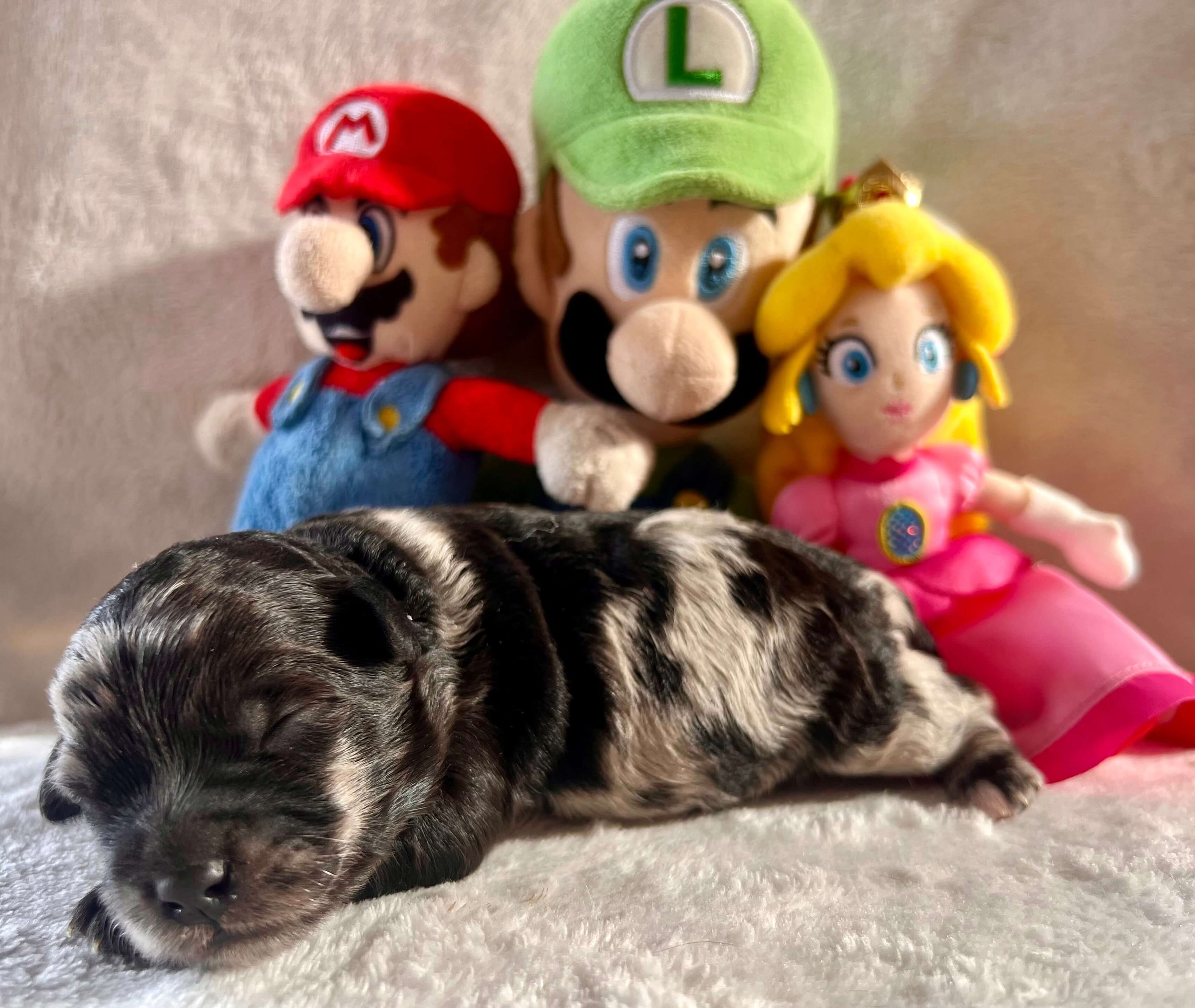 Luigi (Boy)