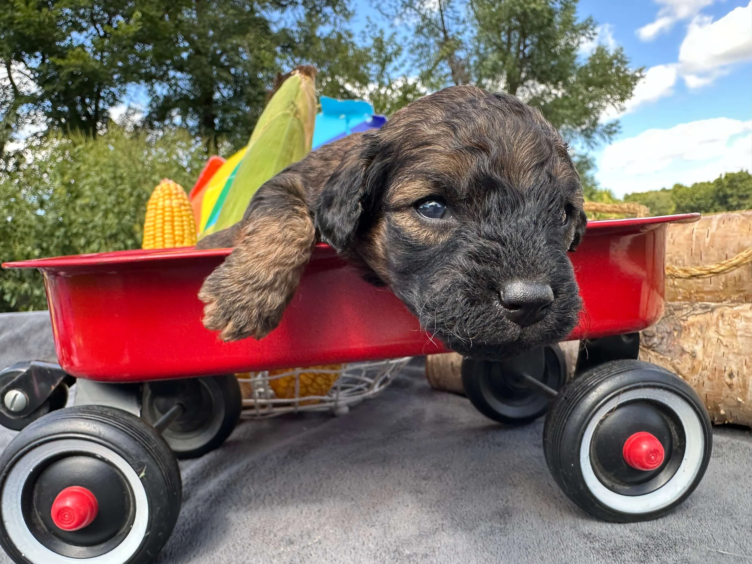 Waylon 4.jpg