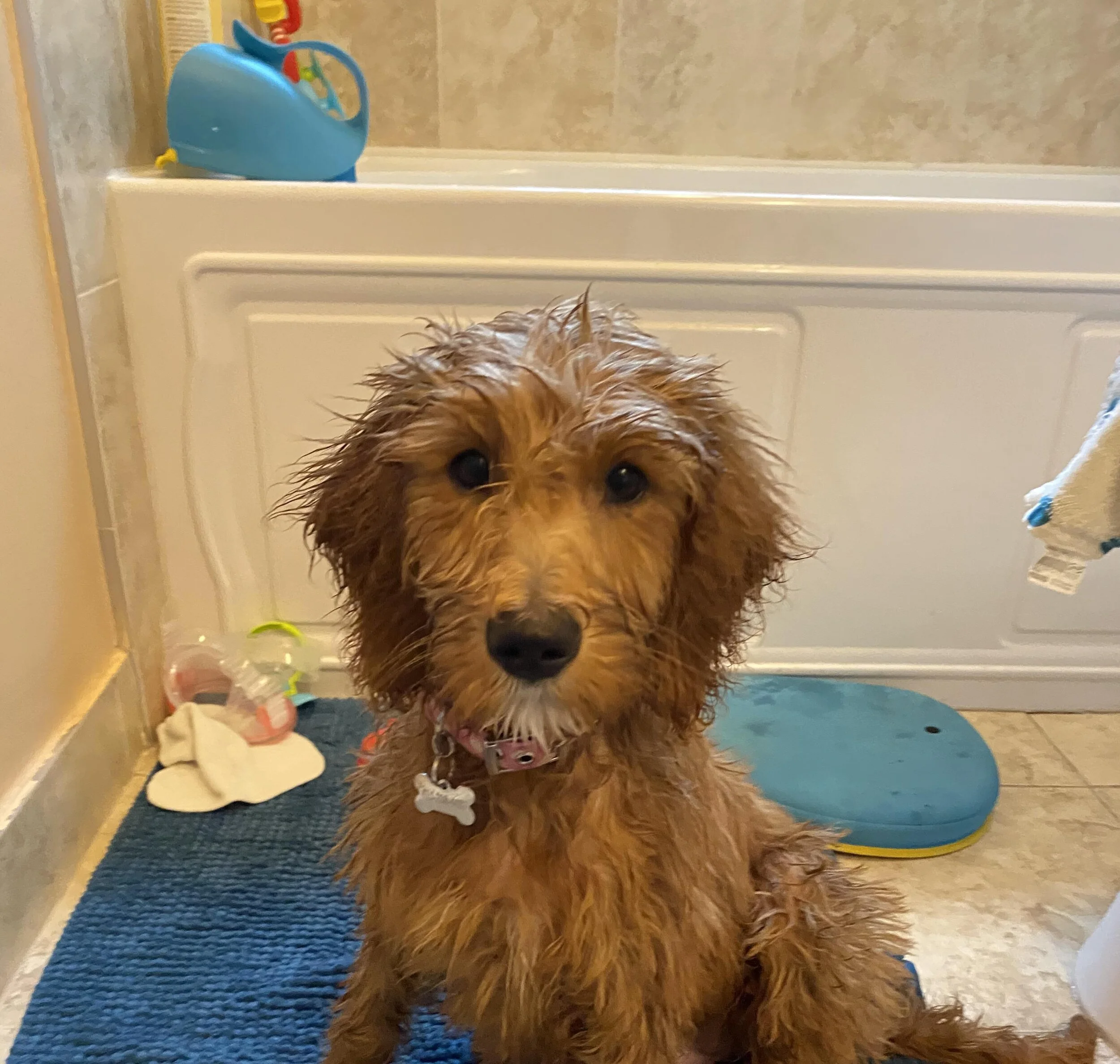 Six Ways to Teach Your Pet to Like Bath Time