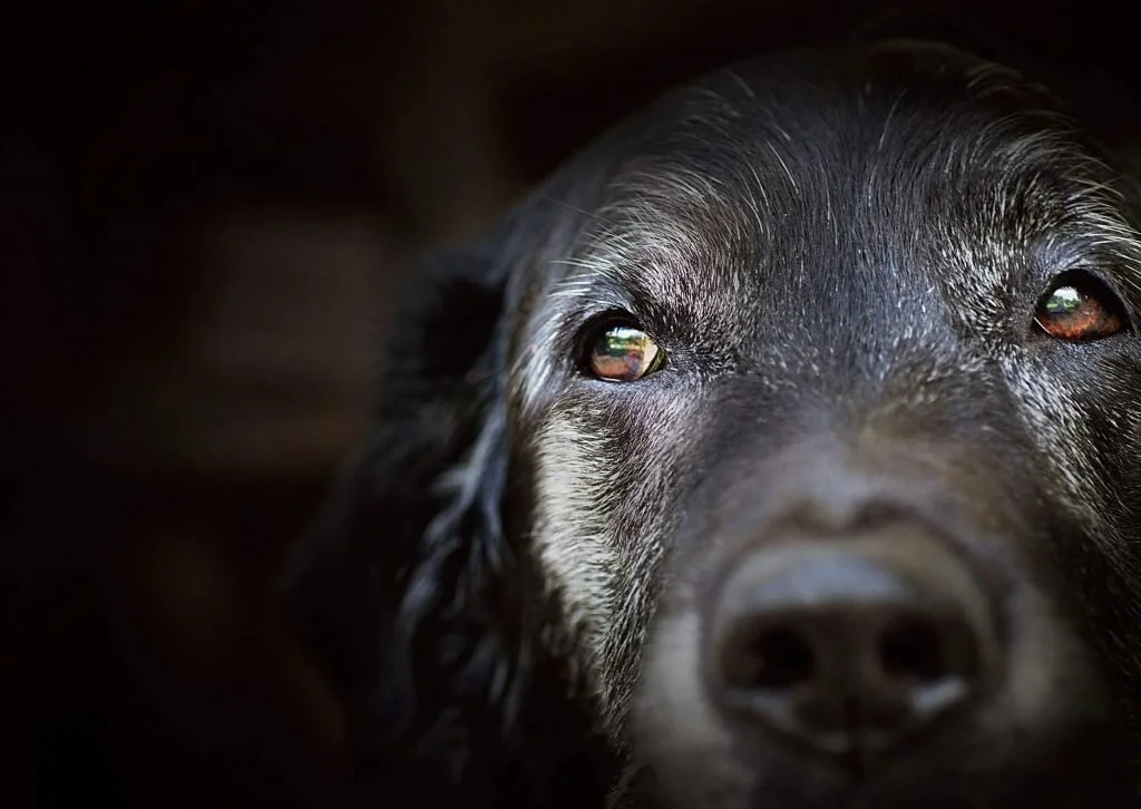 Mind Your Senior Dog’s Health in His/Her Old Age