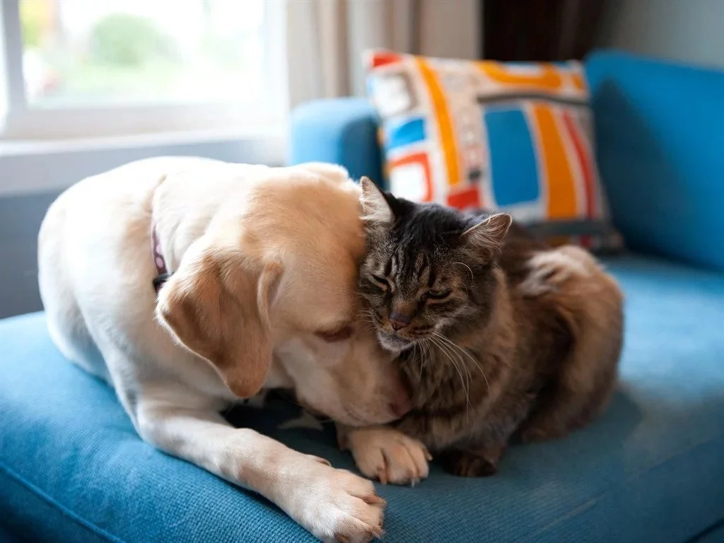 Veterinarians reveal 9 signs your pet could be overweight