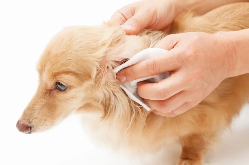 How to Clean Your Pet's Ears. Plus, How Often You Need to Do It