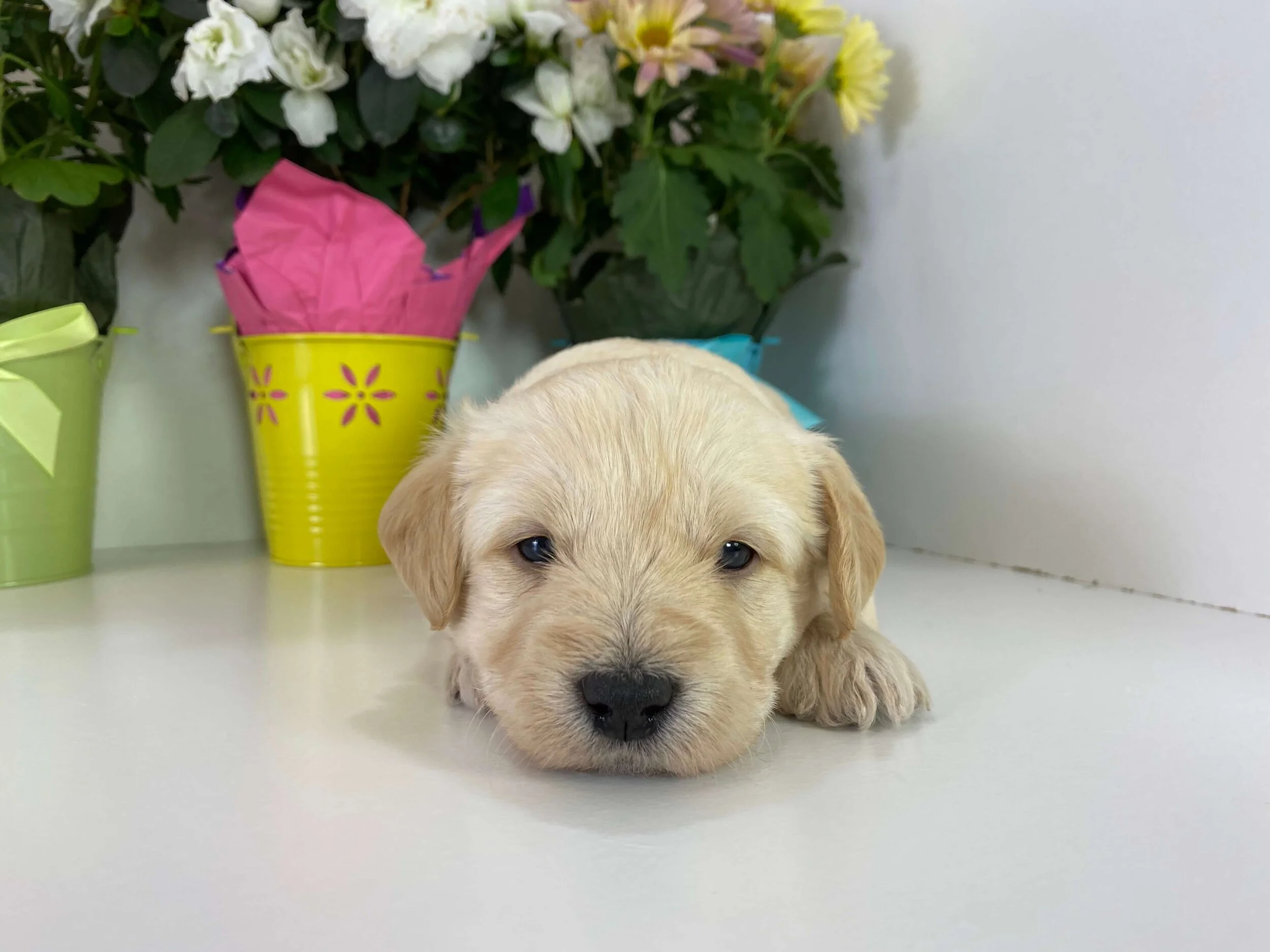 Tips on raising a new puppy