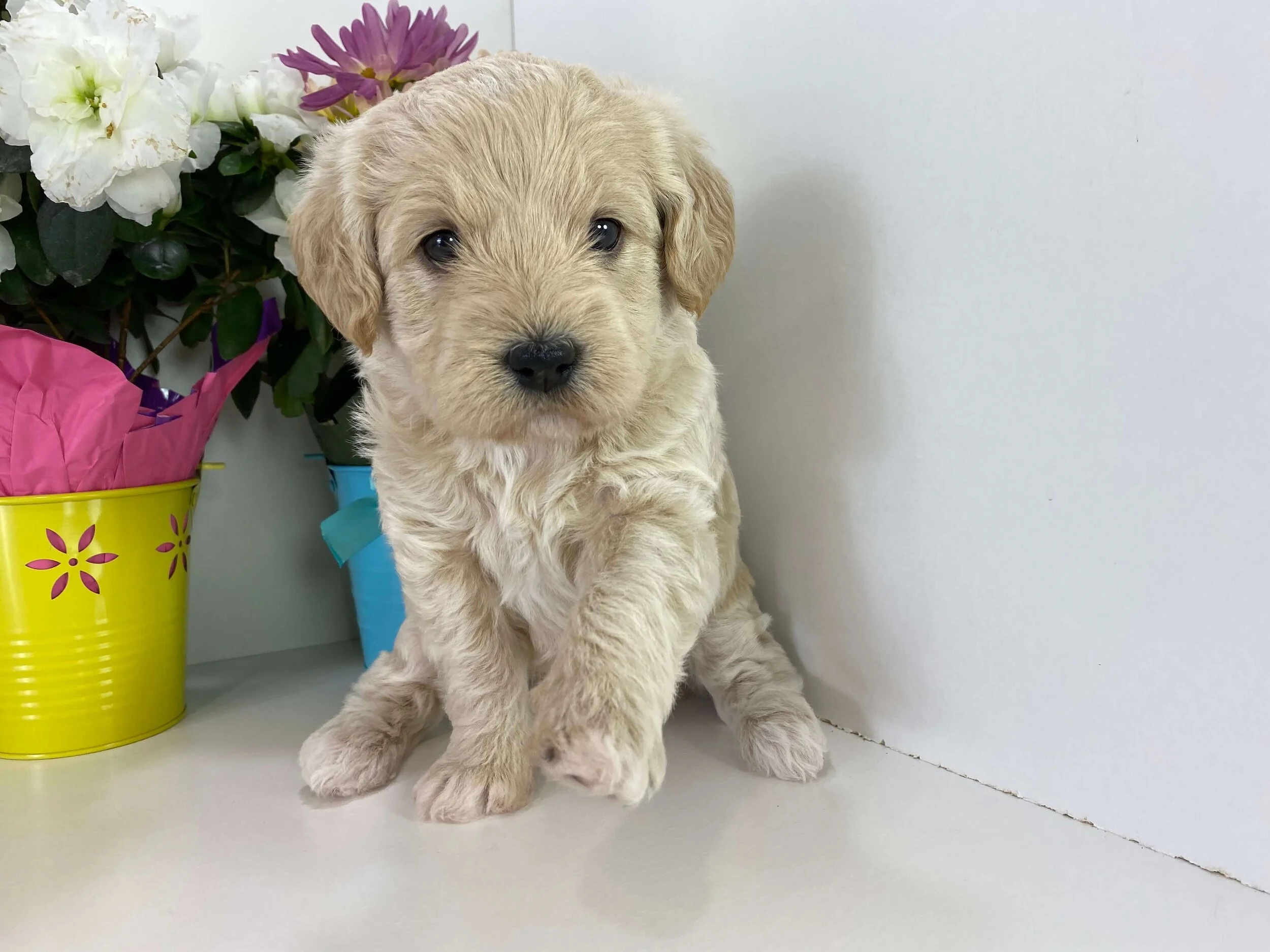 Guidance for bringing home a new dog