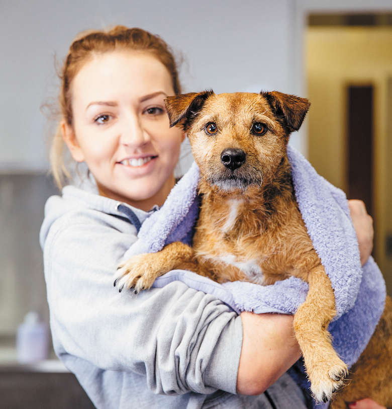 A Spring Cleaning Task List for Dog Owners