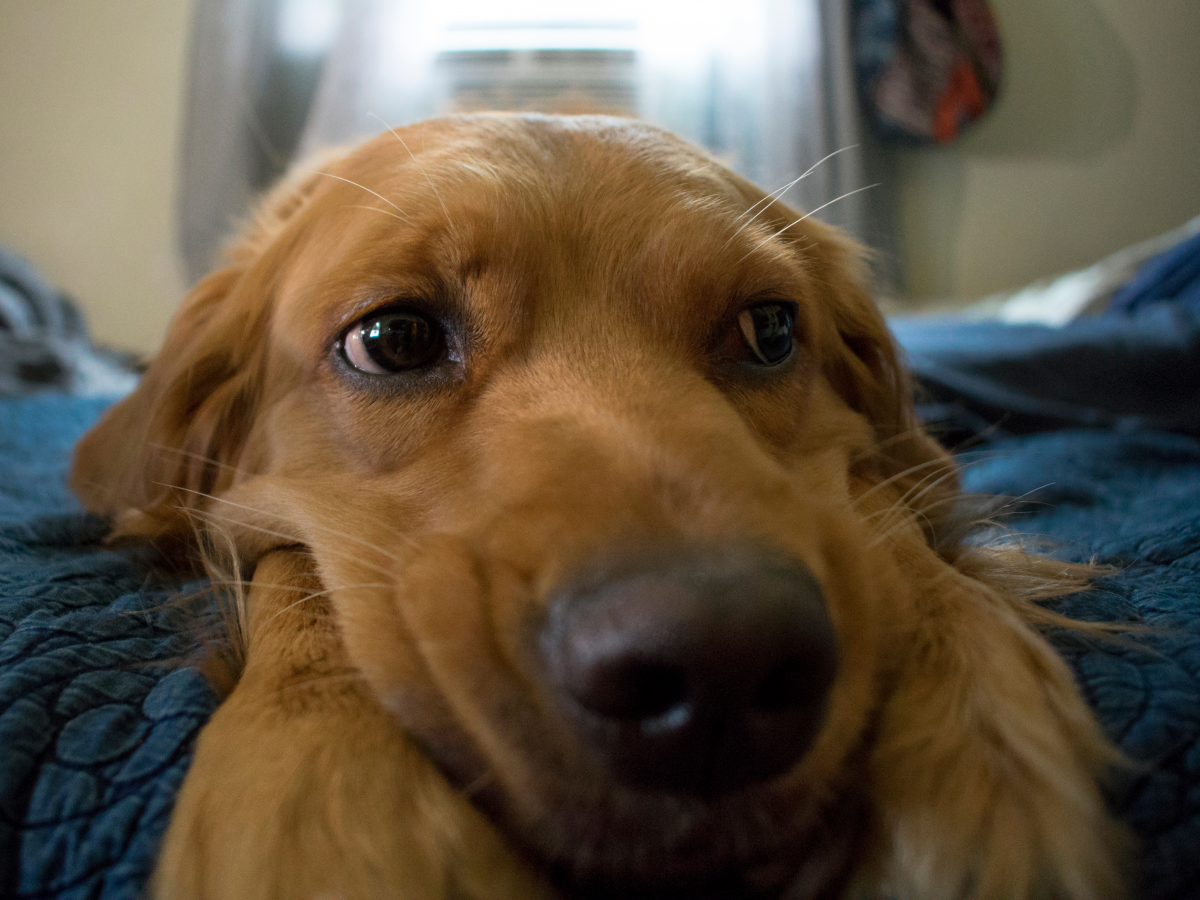 Veterinarians share their best advice for keeping pets happy and healthy while you’re social distancing