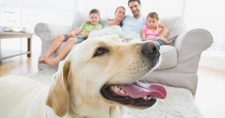 Pets enjoying owners being home during pandemic
