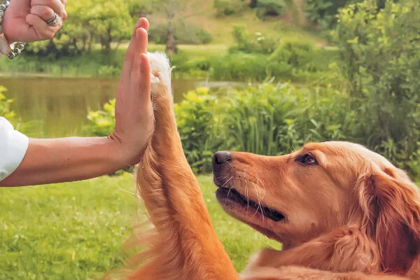 Key points to remember when training your dog