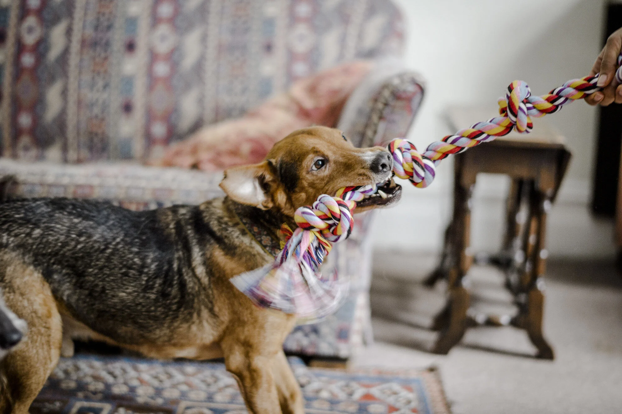 Indoor games for dogs during quarantine