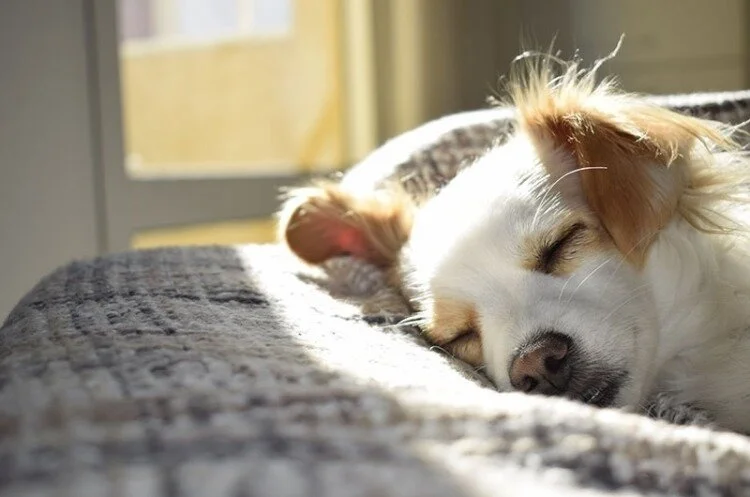 My Dog Sleeps All Day – Is that Normal?