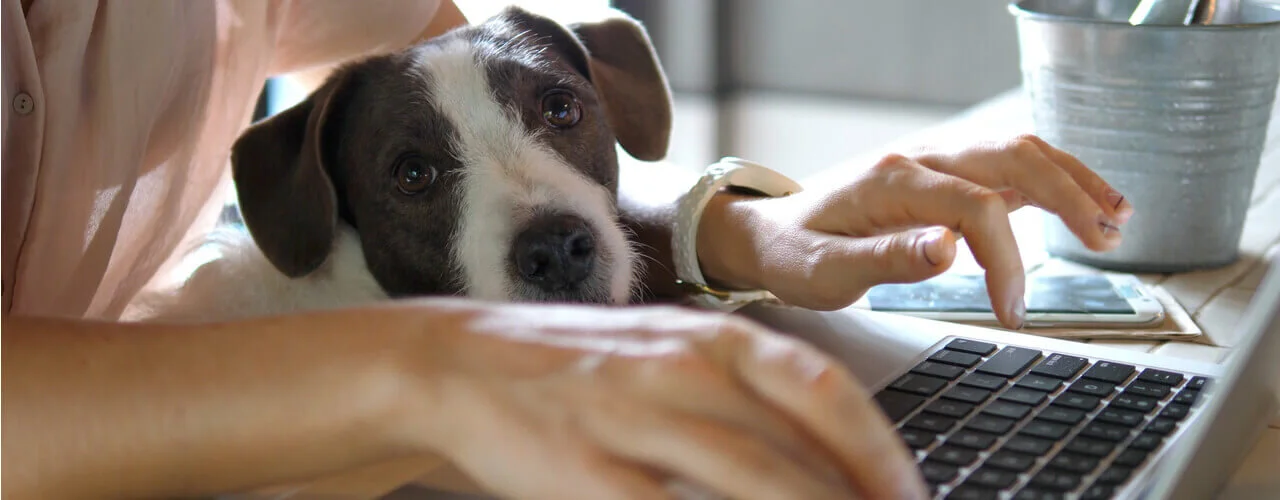 The Do’s and Don’ts of Dogs in the Workplace