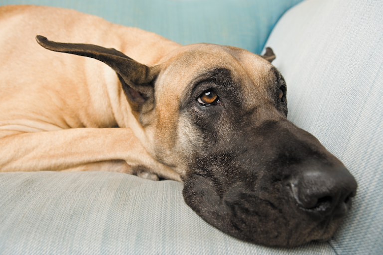 What is Bloat? And is it a True Emergency?