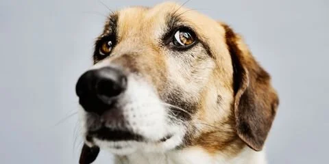 How to Handle Your Pet's Anxiety