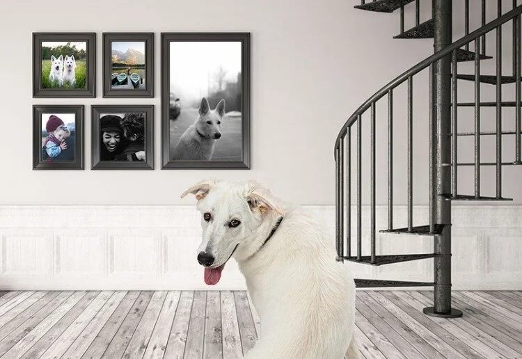 When Your Dog Won't Use Stairs