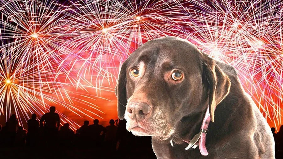 Ask the Vet: Fireworks and storms terrify some dogs