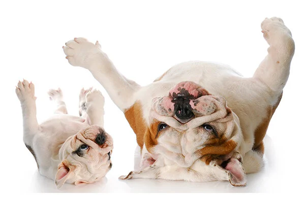 Why Is Your Dog’s Stomach Making Noises?