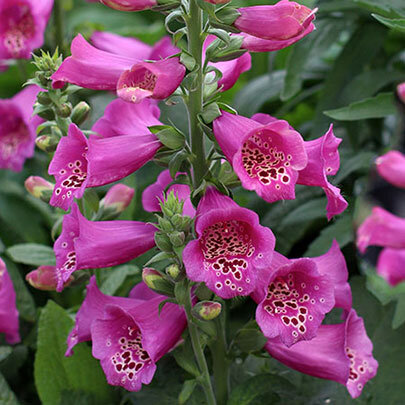 Beware of common plants that can poison your dog