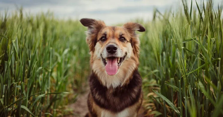 New Study Reveals How Old Your Dog Actually Is According to Human Years