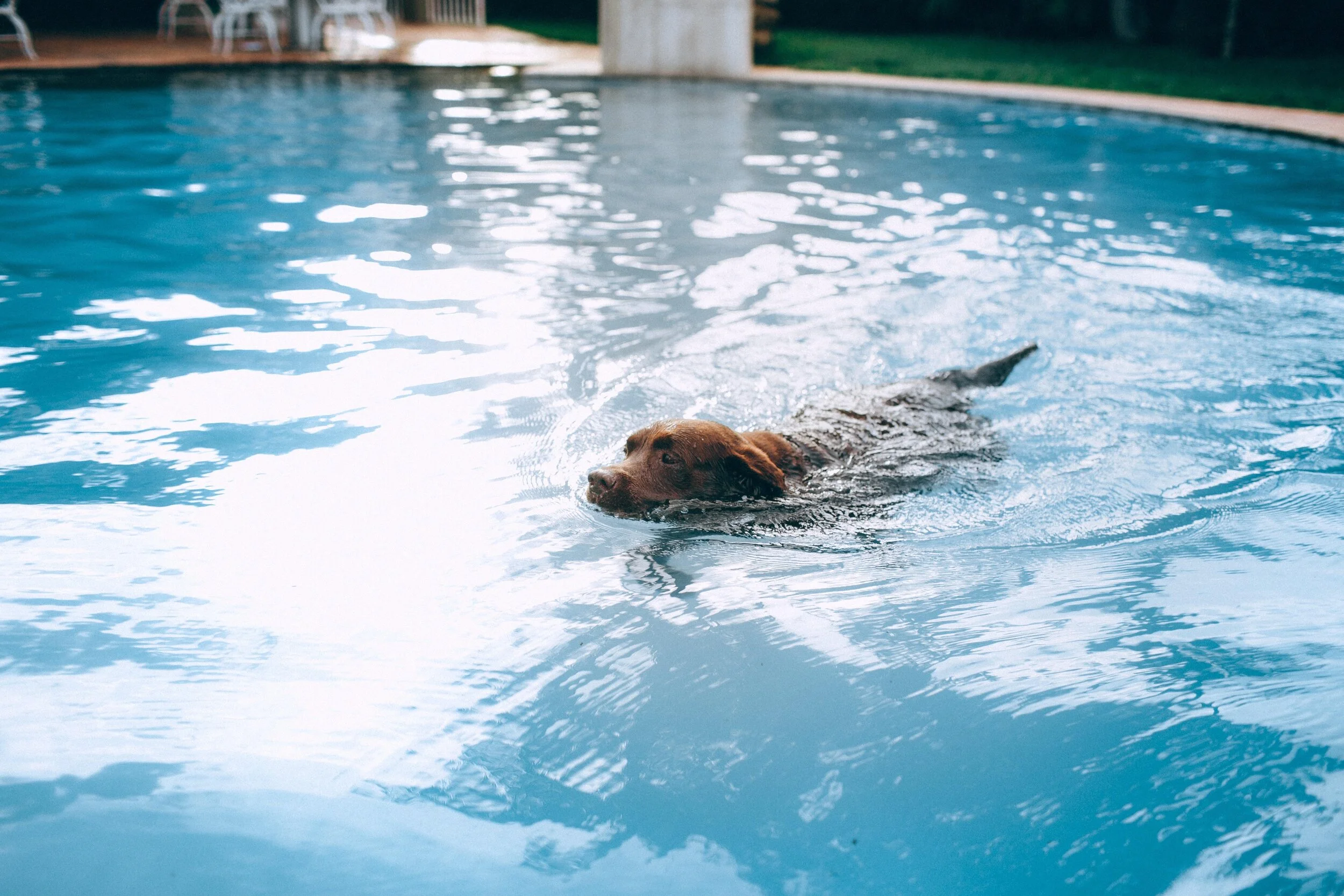  Lifestyle Tips on teaching your dog how to swim