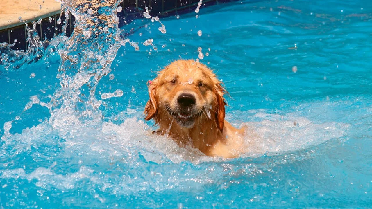 10 Fun Things to Do With Your Dog This Summer