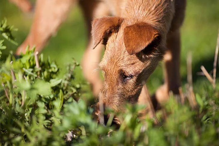 The Nose Knows: Is There Anything Like a Dog’s Nose?