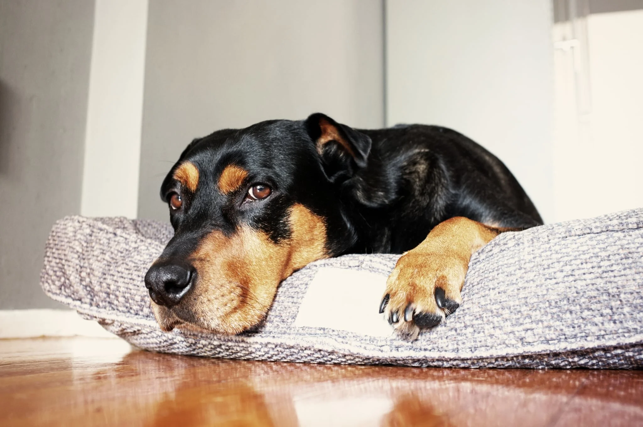 Ever Wonder Why Your Dog Scratches at His Bed So Much? It's an Ingrained Instinct