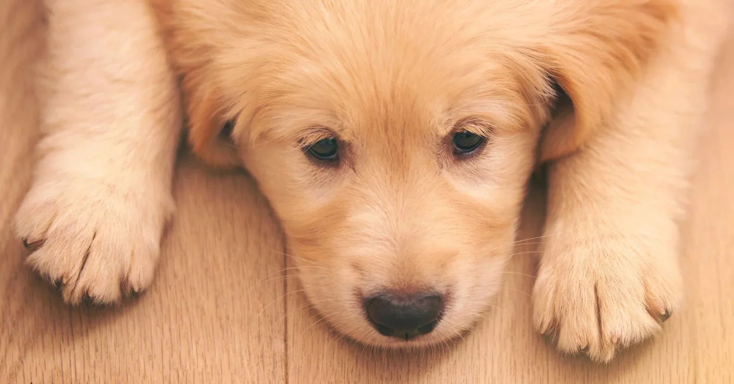 Dr. Maro: Know the signs of pain in pets