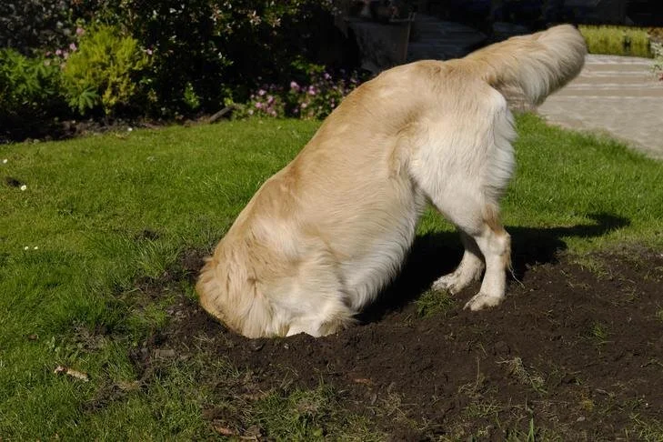 Why Do Dogs Like to Bury Things?