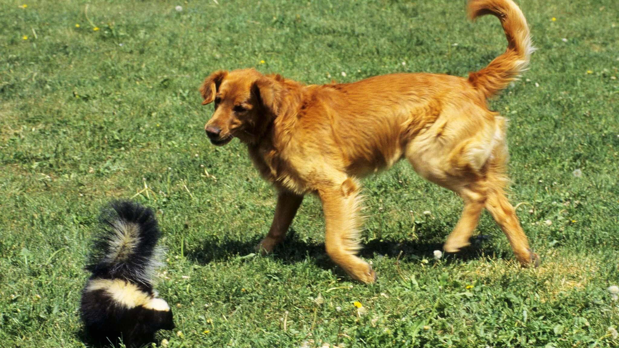 How to Deskunk Your Dog