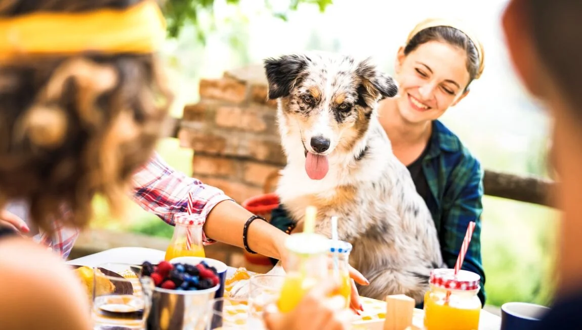 How to Make Your Dog the Perfect Houseguest
