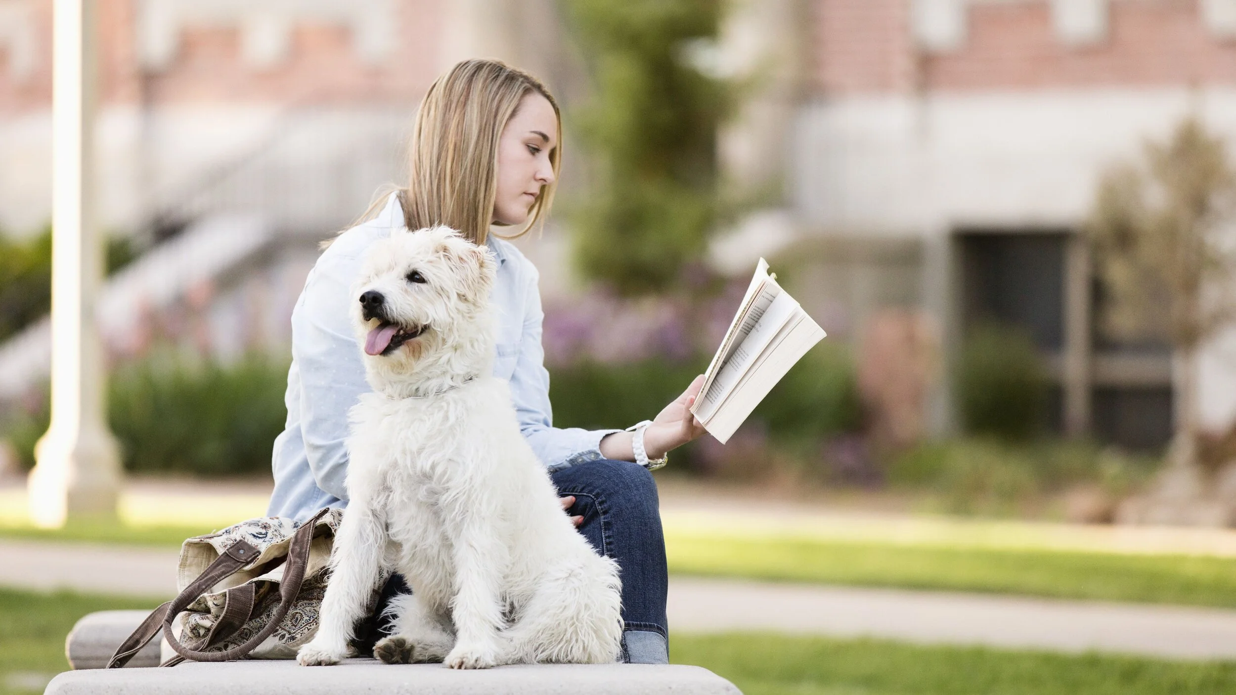 Dogs can provide stress relief for students