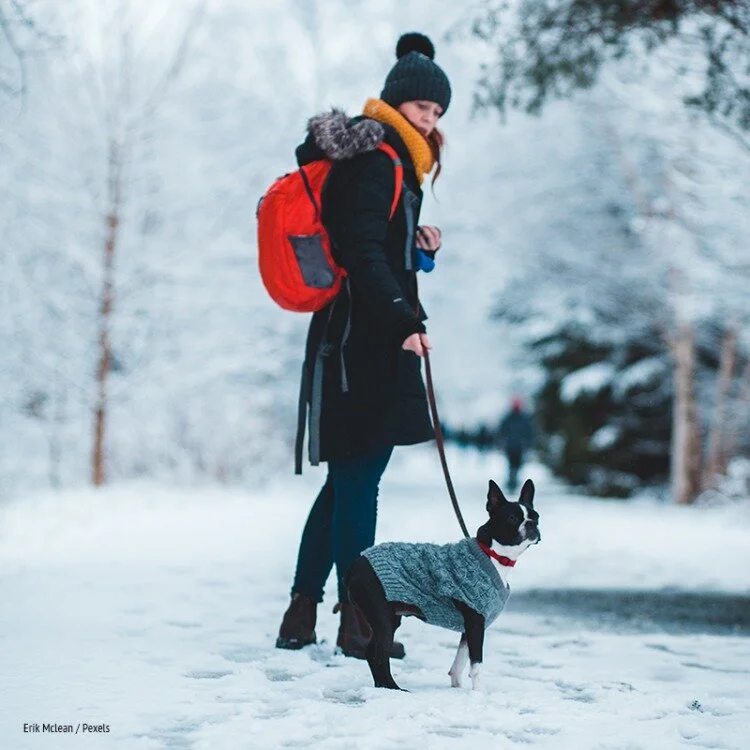 Surviving a Snowy Winter with Your Dog