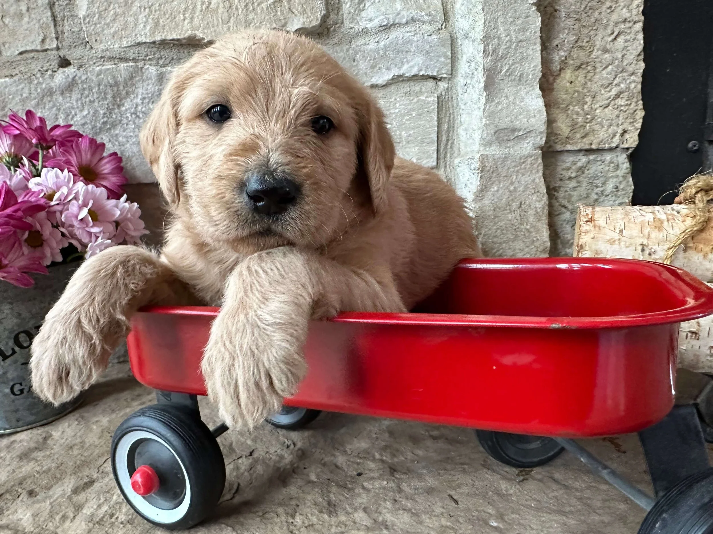 Santa’s Little Helper 8.jpg