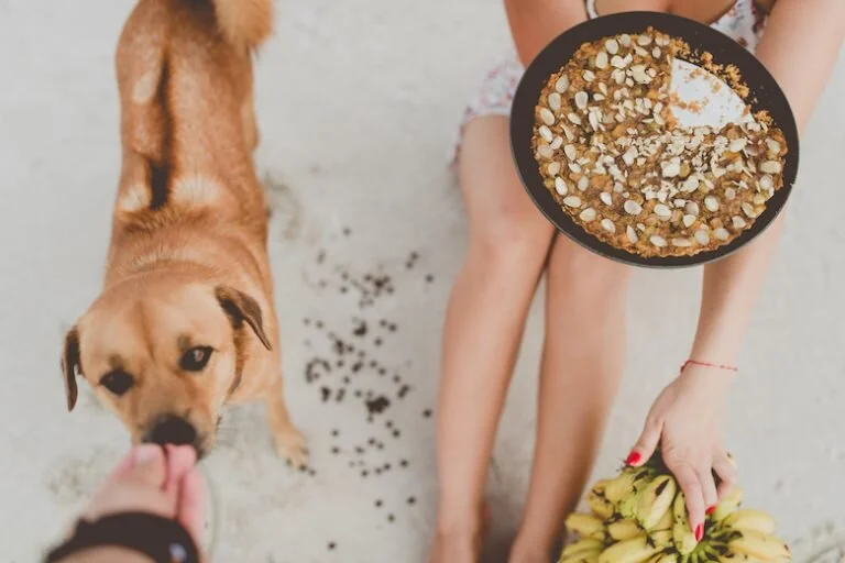 Can Dogs Eat Nuts? Find Out Which Nuts Are Safe And Which Aren’t
