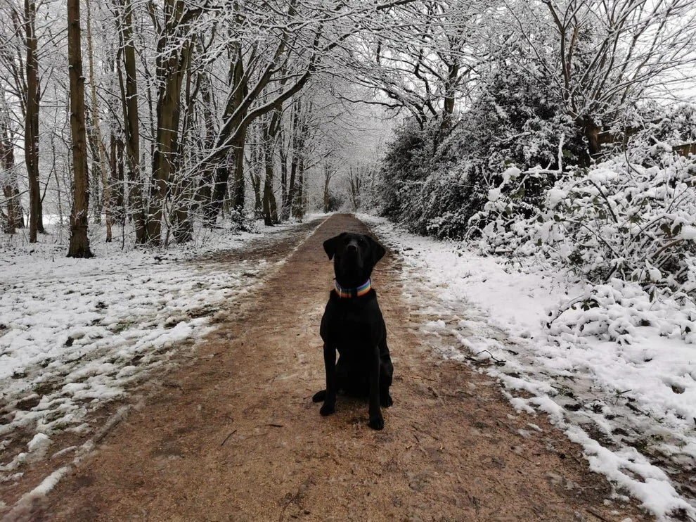 How to help our pets when the winter frost bites