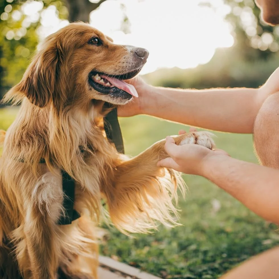 7 ways you could be confusing your dog without realizing