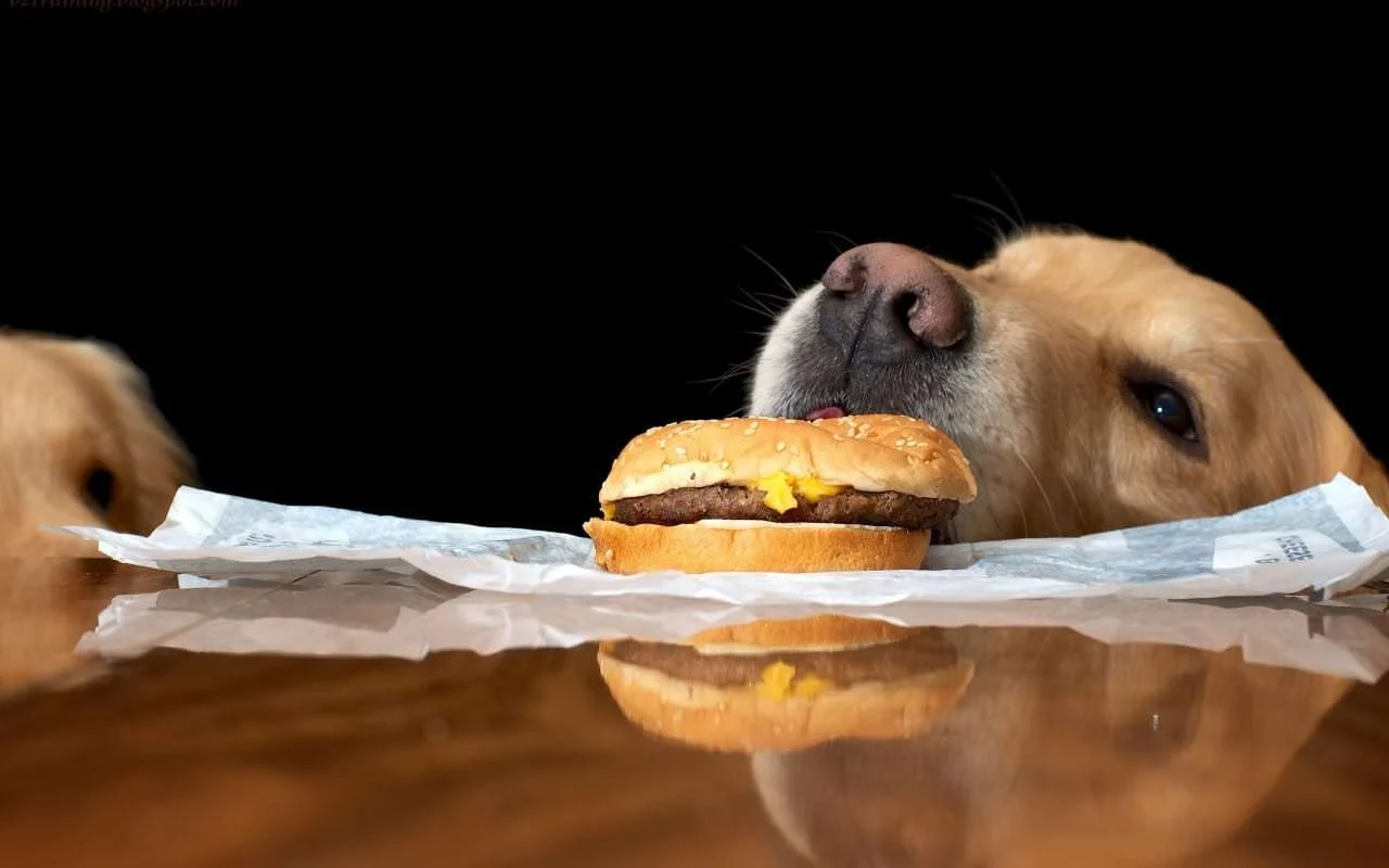 PET PEEVES: See list of pets' 'forbidden foods'
