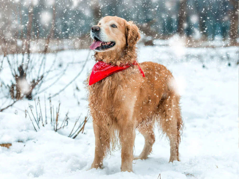 Tips to keep your pet warm and safe in snow
