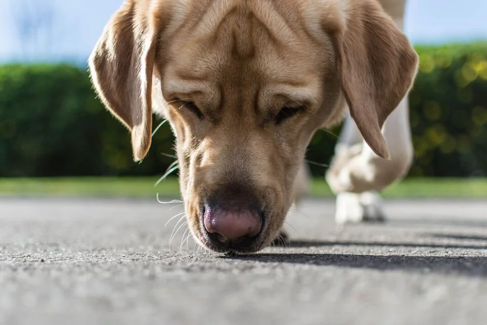 Are COVID-Sniffing Dogs the New Tool in Helping Detect the Virus?