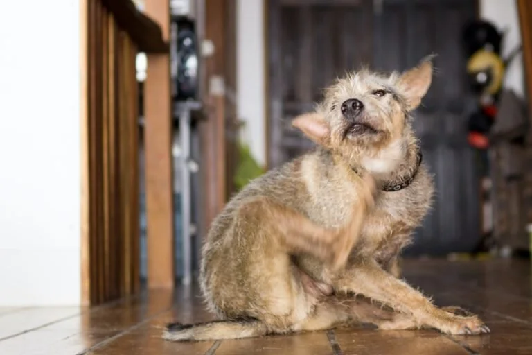 Can Coconut Oil Help a Dog’s Itchy Skin?