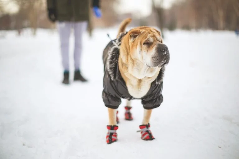 Do Dogs Need Coats in the Winter? 7 Dog Coats Myths and Facts