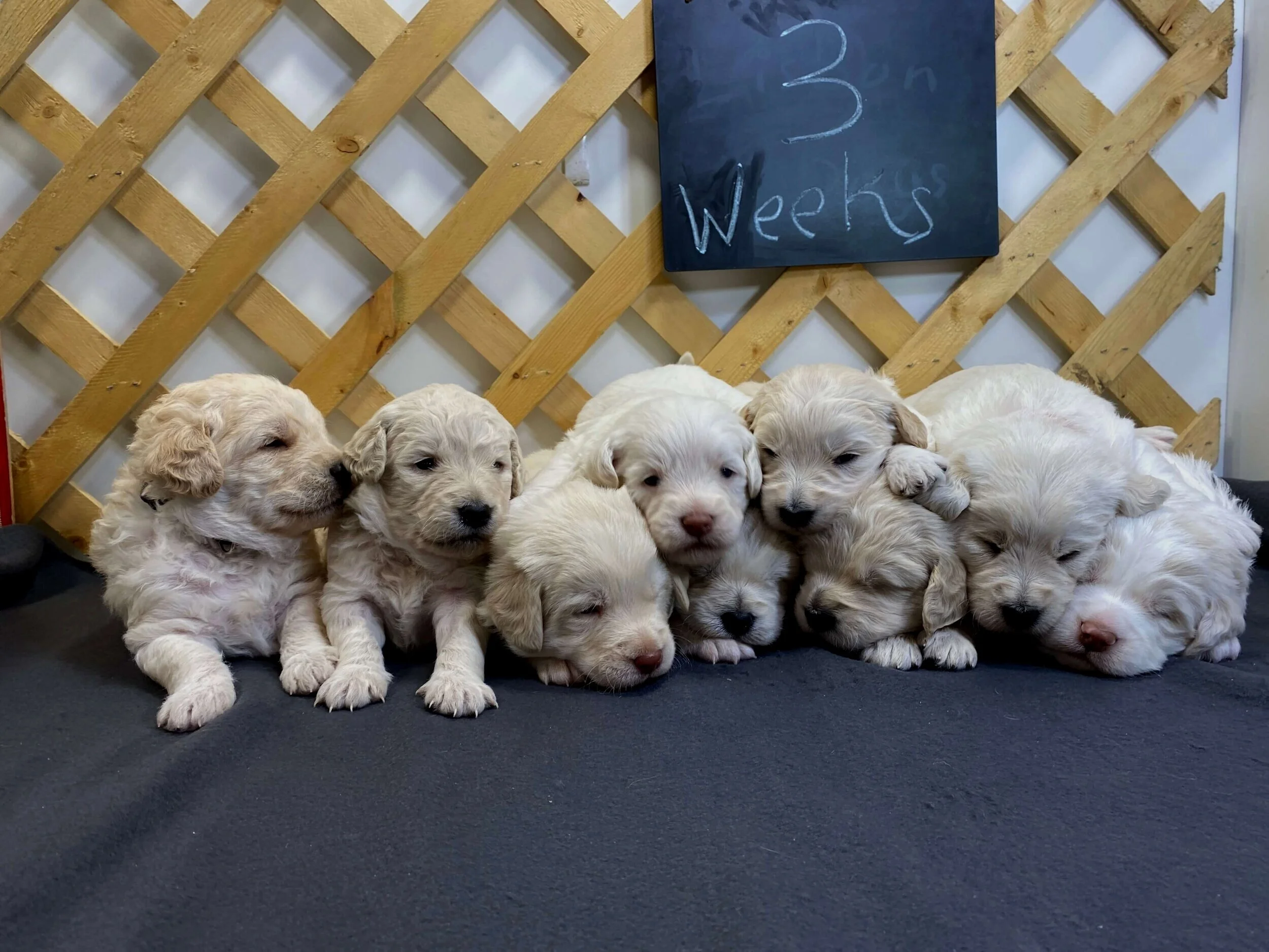 Pip+Litter+3+Weeks.jpg