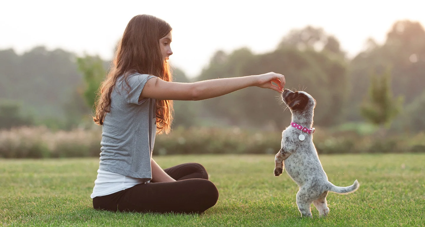 These Are the Skills You Should Aim to Teach Your Dog During Their First Year of Life