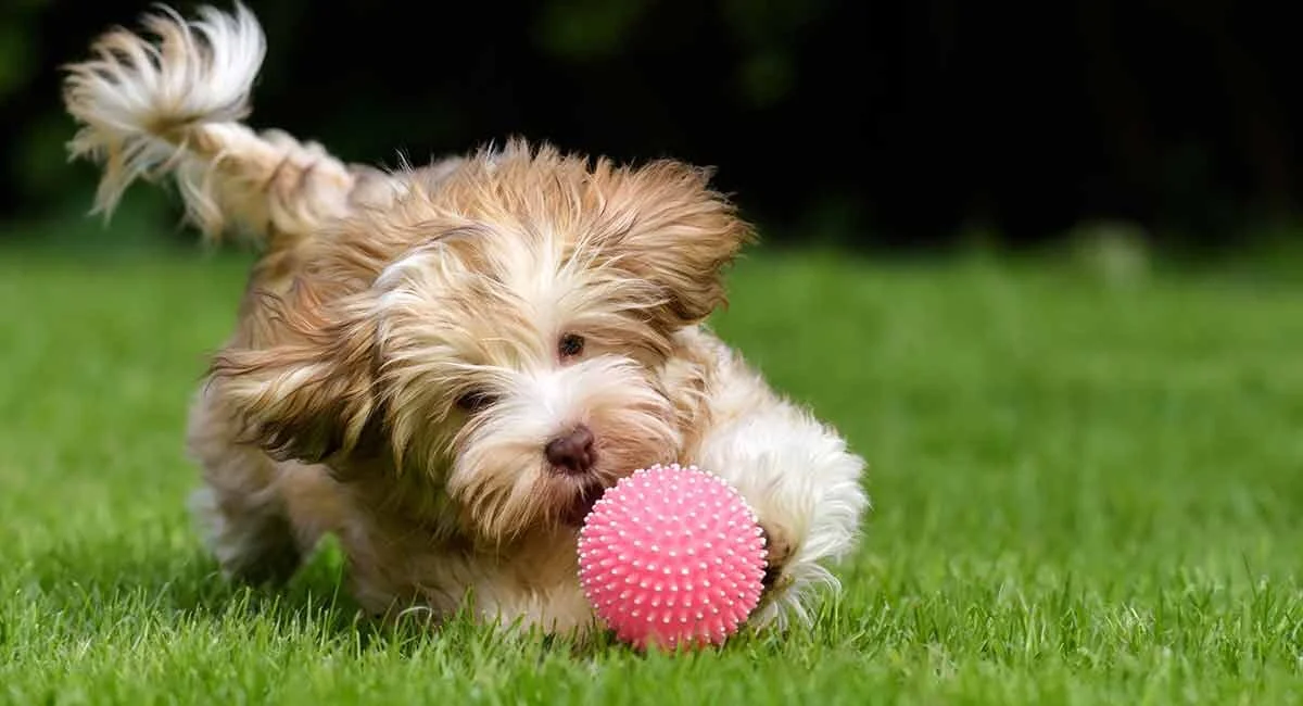 Why Do Dogs Like Squeaky Toys?