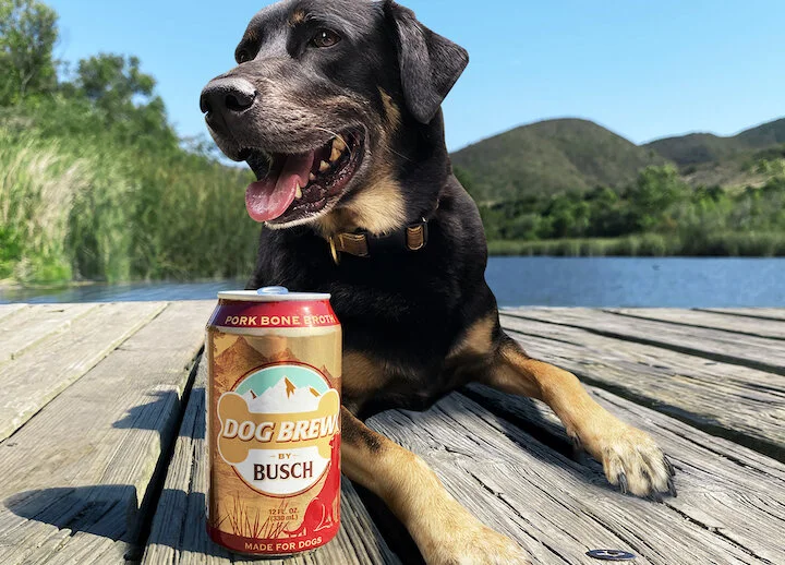 Can Dogs Drink Beer?