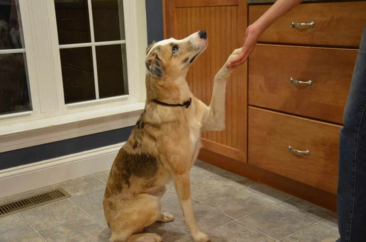 Dog trainers share step-by-step guides to teaching your dog 5 easy (and adorable) tricks