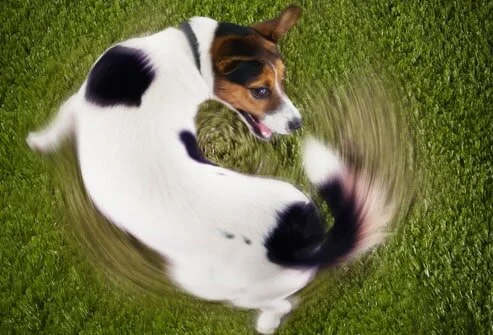 Why Do Dogs Chase Their Tails?